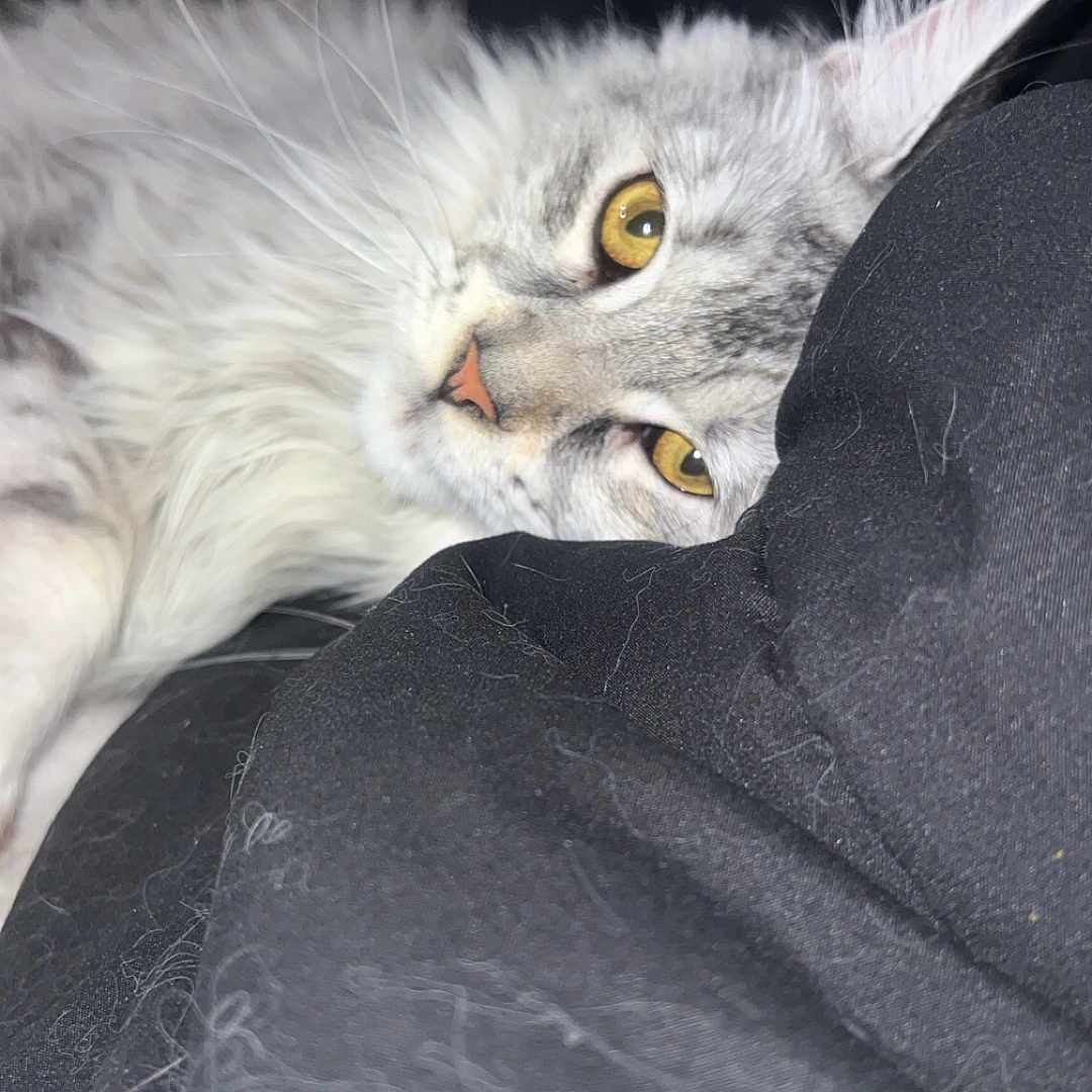 Bella joined the competition — help win amazing prizes! animal, black_fabric, cat, cat_hair, close_up, cozy, cute, domestic_cat, feline, fluffy, fur, gray_cat, indoor, pet, relaxed, resting, sleepy, soft, whiskers, yellow_eyes