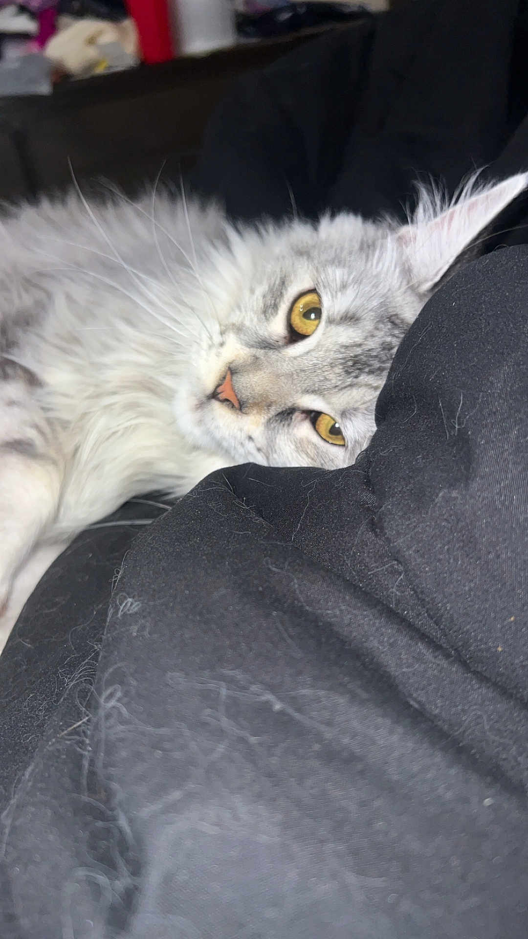 Bella joined the competition — help win amazing prizes! cat, fluffy, gray_cat, yellow_eyes, close_up, resting, black_fabric, cat_hair, pet, feline, indoor, cozy, relaxed, whiskers, fur, animal, cute, domestic_cat, sleepy, soft