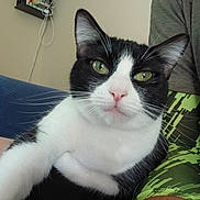 Bootsie is registered to the contest to win money with this photo: cat, tuxedo_cat, pet, close_up, green_eyes, whiskers, pink_nose, black_and_white, indoor, human_arm, couch, shelf, cords, wall, portrait, relaxed, domestic, short_fur, lap, selfie