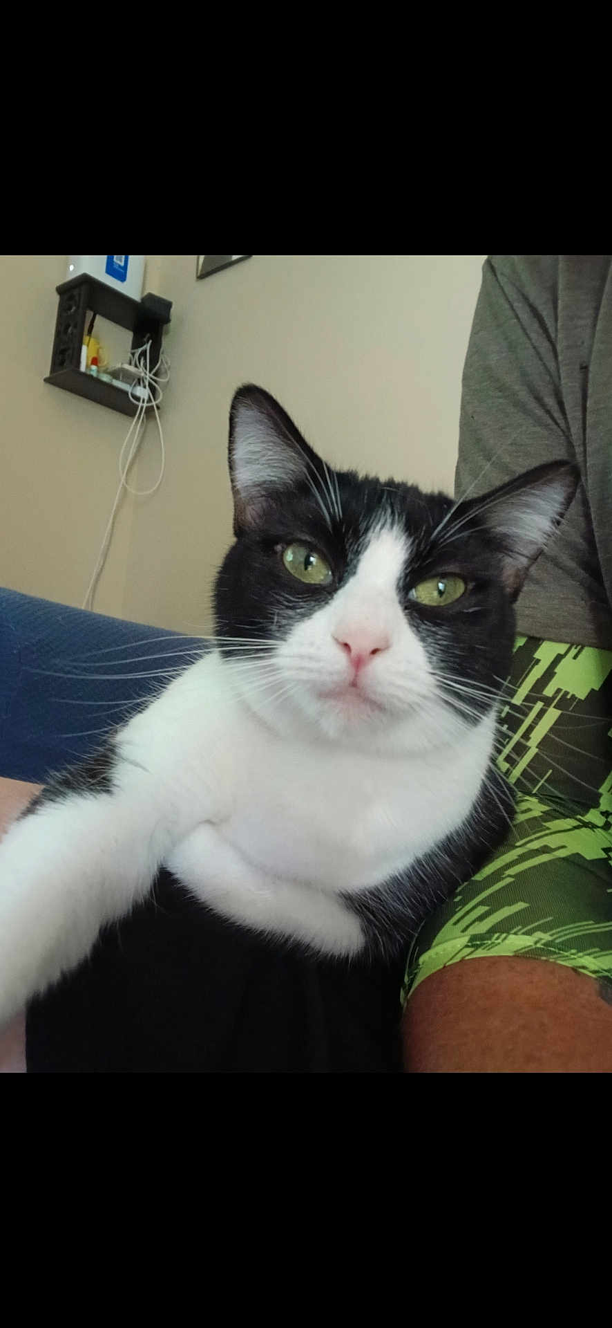 Bootsie is registered to the contest to win money with this photo: cat, tuxedo_cat, pet, close_up, green_eyes, whiskers, pink_nose, black_and_white, indoor, human_arm, couch, shelf, cords, wall, portrait, relaxed, domestic, short_fur, lap, selfie