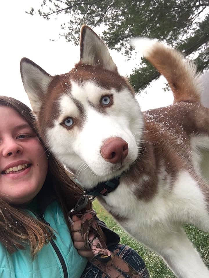 Glacier is registered to the contest to win money with this photo: carnivore, companion_dog, dog, dog_breed, eye, fawn, fur, happy, head, jaw, recreation, siberian_husky, sled_dog, smile, snout, sporting_group, tree, whiskers, wolf, working_animal