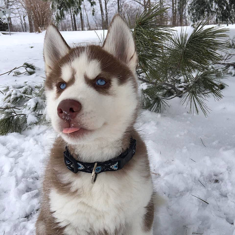 Glacier joined the competition — help win amazing prizes! carnivore, collar, companion_dog, dog, dog_breed, dog_collar, eye, fawn, freezing, fur, head, jaw, plant, sled_dog, snout, snow, sporting_group, tree, whiskers, winter
