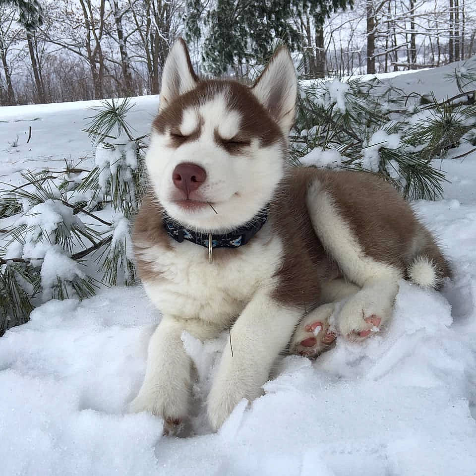 Glacier is registered to the contest to win money with this photo: ancient_dog_breeds, canidae, carnivore, dog, dog_breed, freezing, fur, non_sporting_group, plant, recreation, siberian_husky, sled_dog, snout, snow, sporting_group, tree, wildlife, winter, wolf, working_dog