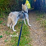 dog, leash, forest, path, grass, nature, outdoor, sunlight, greenery, trees, adventure, animal, canine, walking, trail, fur, pets, daytime, scenery, wilderness
