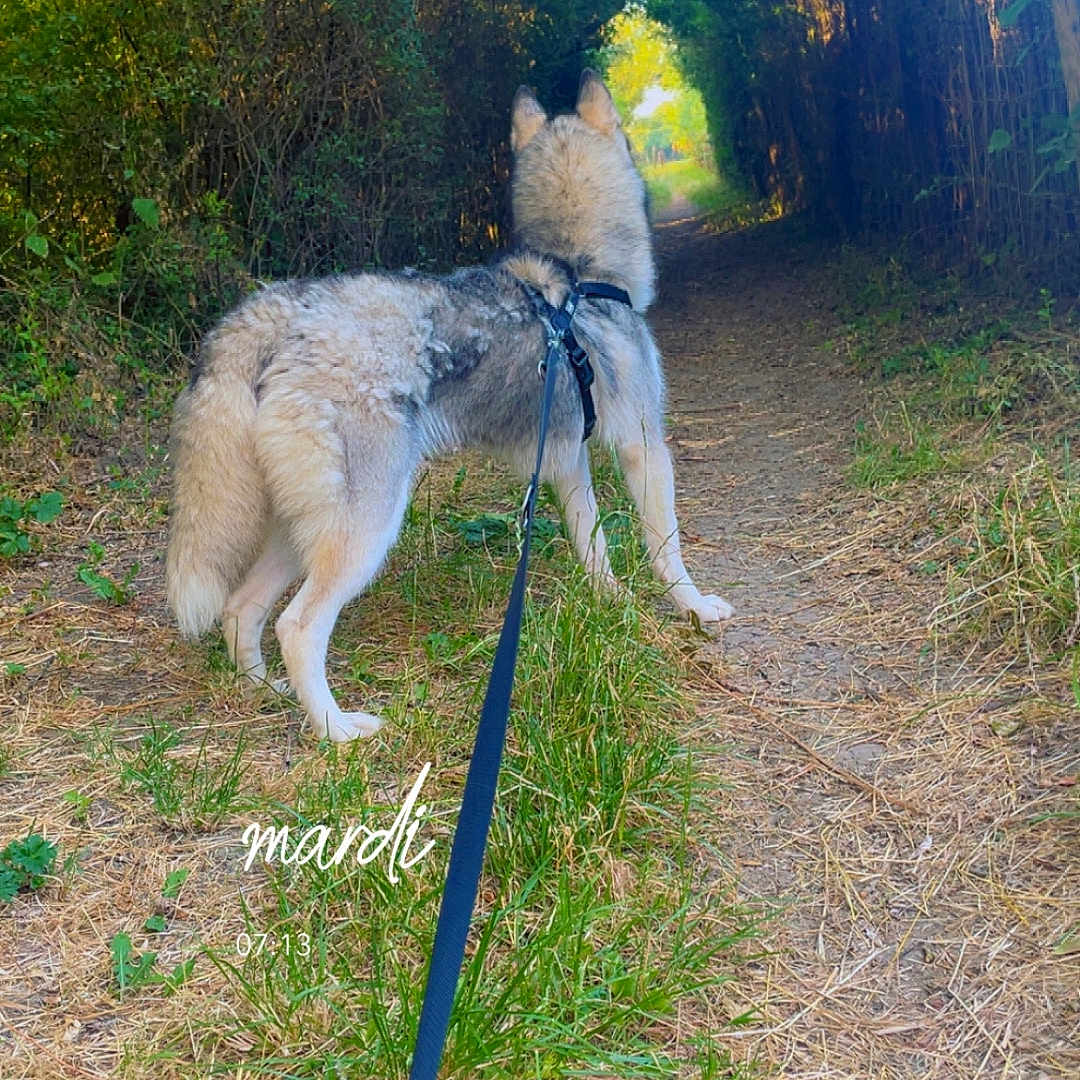 Maya