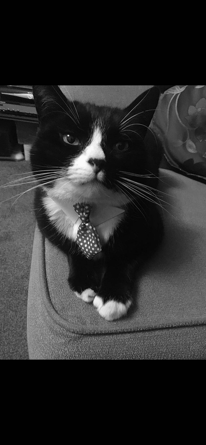Binky is registered to the contest to win money with this photo: black_and_white, carnivore, cat, cloud, darkness, domestic_short_haired_cat, felidae, flooring, foot, formal_wear, fur, human_leg, monochrome, monochrome_photography, paw, small_to_medium_sized_cats, snout, style, tail, whiskers