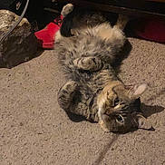 Smoki joined the competition — help win amazing prizes! cat, tabby, carpet, indoor, pet, animal, fur, relaxed, cute, paws, lying_down, home, cozy, whiskers, ears, floor, domestic, feline, playful, resting
