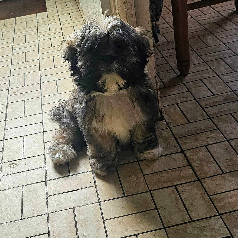 Benji participe au concours pour gagner de l'argent avec cette photo : alert, black_and_white, chair, companion_animal, dining_area, dog, doorway, fluffy, home, indoors, kitchen, natural_light, pet, portrait, puppy, shaggy_fur, sitting, small_dog, table, tile_floor