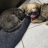 animal, cat, companion_animals, cuddling, curled_up, cute, dog, floor, furry, gray_cat, home, indoor, pet_portrait, pets, relaxed, resting, rug, sleeping, small_dog, tile