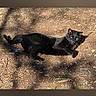 black_cat, cat, animal, outdoor, sunlight, shadow, dirt, relaxing, pet, nature, feline, mammal, wildlife, laying_down, daylight, ground, eyes, whiskers, fur, resting