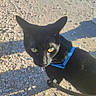 cat, black_cat, pet, animal, outdoor, harness, leash, yellow_eyes, sunlight, shadow, rocky_ground, curious, feline, domestic_cat, walking, closeup, portrait, nature, daylight, looking