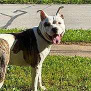 Athena is registered to the contest to win money with this photo: dog, animal, pet, grass, outdoor, sunlight, sidewalk, happy, canine, tongue_out, smiling, collar, white, brown, mixed_breed, ears_up, daytime, nature, mammal, friendly