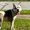 dog, animal, pet, grass, outdoor, sunlight, sidewalk, happy, canine, tongue_out, smiling, collar, white, brown, mixed_breed, ears_up, daytime, nature, mammal, friendly