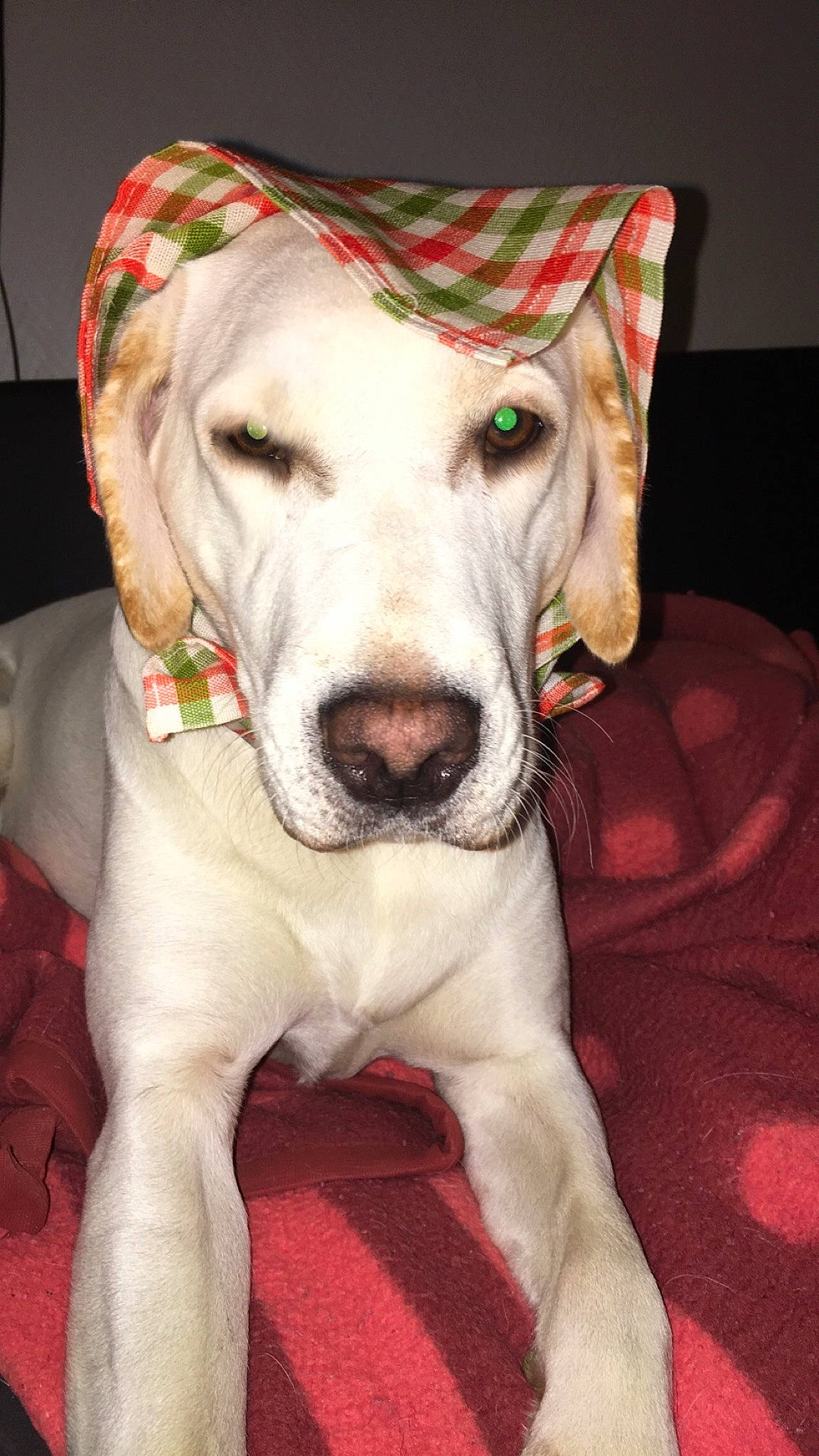 Plume a rejoint le concours — aidez-le/la à gagner de superbes lots ! canidae, carnivore, companion_dog, dog, dog_breed, fawn, mammal, non_sporting_group, rajapalayam, rare_breed_dog, snout, sporting_group, vertebrate