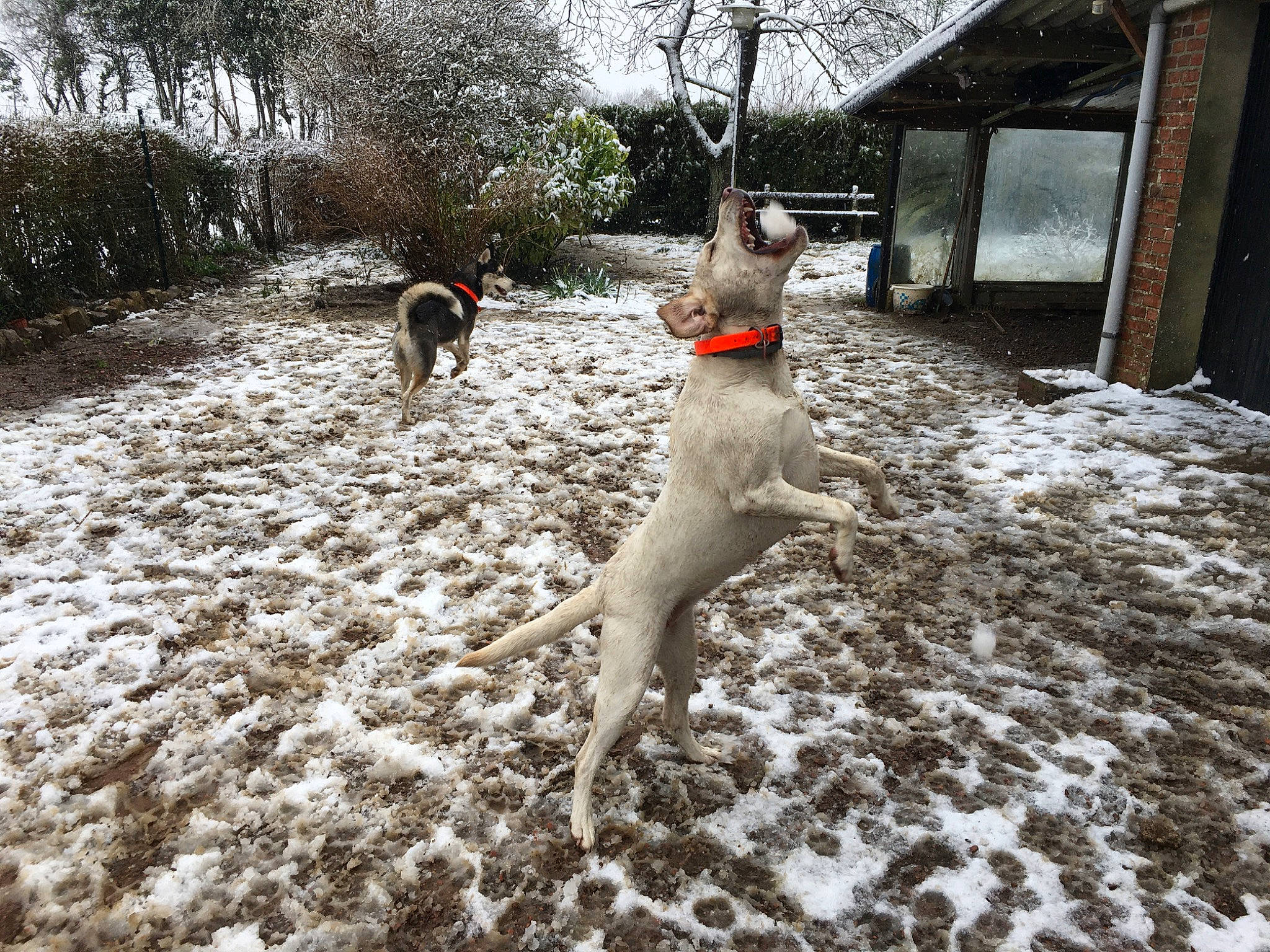 Plume a rejoint le concours — aidez-le/la à gagner de superbes lots ! canidae, carnivore, dog, fawn, freezing, hunting_dog, non_sporting_group, pointer, pointing_breed, precipitation, snow, sporting_group, tail, winter