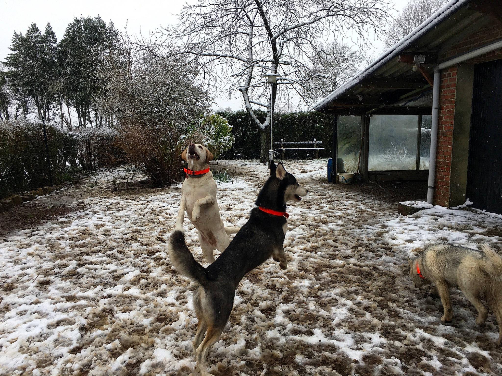 Plume a rejoint le concours — aidez-le/la à gagner de superbes lots ! canidae, carnivore, dog, dog_breed, guard_dog, hunting_dog, snow, sporting_group, tree, winter