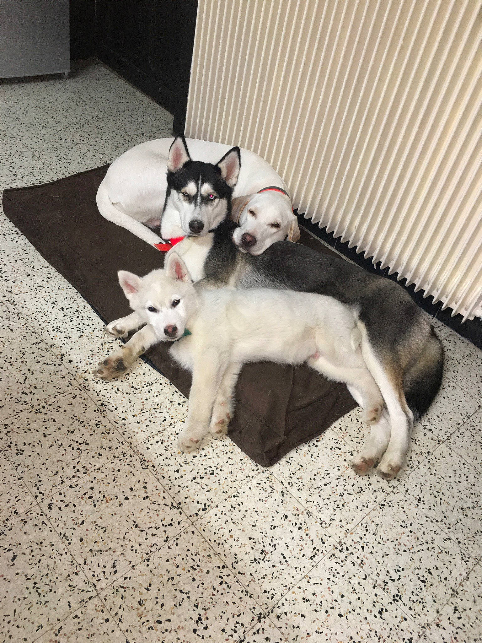 Plume participe au concours pour gagner de l'argent avec cette photo : canidae, carnivore, cat, companion_dog, dog, dog_breed, fawn, felidae, french_bulldog, kitten, mammal, non_sporting_group, puppy, rat_terrier, tail, vertebrate