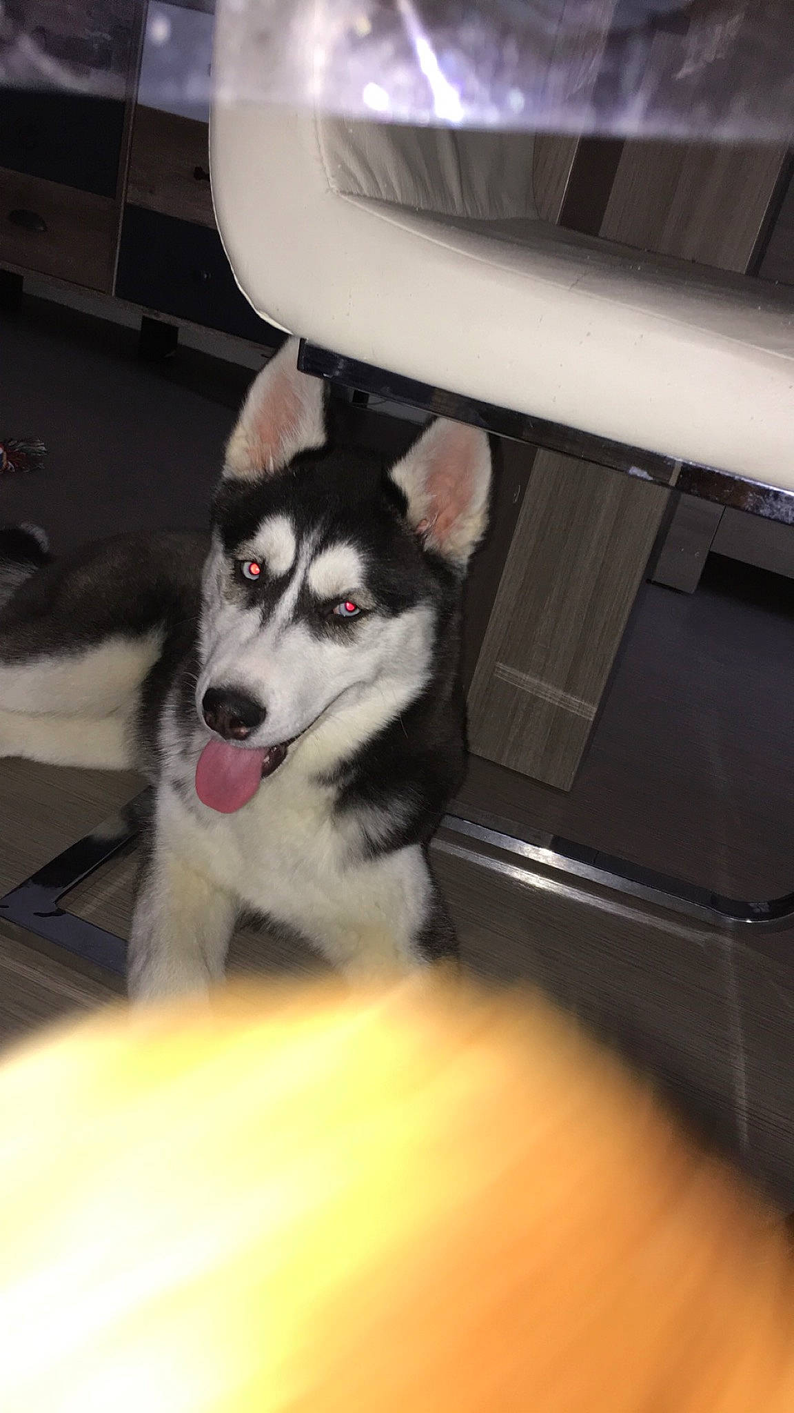 Kalie participe au concours pour gagner de l'argent avec cette photo : alaskan_klee_kai, alaskan_malamute, canadian_eskimo_dog, canidae, carnivore, dog, dog_breed, mammal, miniature_siberian_husky, northern_inuit_dog, rare_breed_dog, sakhalin_husky, seppala_siberian_sleddog, siberian_husky, sled_dog, snout, tamaskan_dog, vertebrate, wolfdog, working_dog