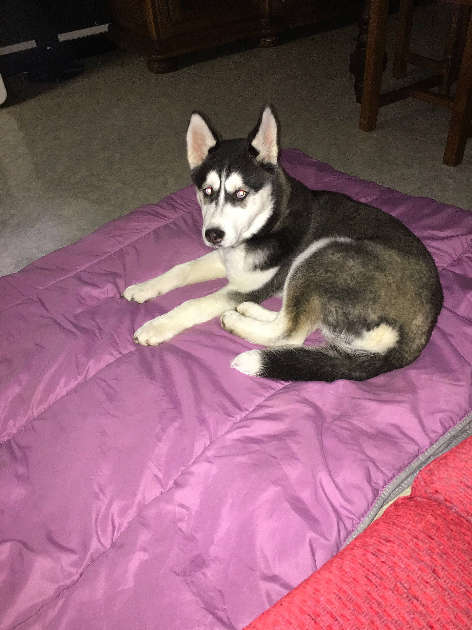 Kalie participe au concours pour gagner de l'argent avec cette photo : alaskan_klee_kai, alaskan_malamute, canidae, carnivore, dog, dog_breed, jamthund, labrador_husky, lapponian_herder, mammal, miniature_siberian_husky, northern_inuit_dog, sakhalin_husky, siberian_husky, sled_dog, tail, tamaskan_dog, vertebrate, wolfdog