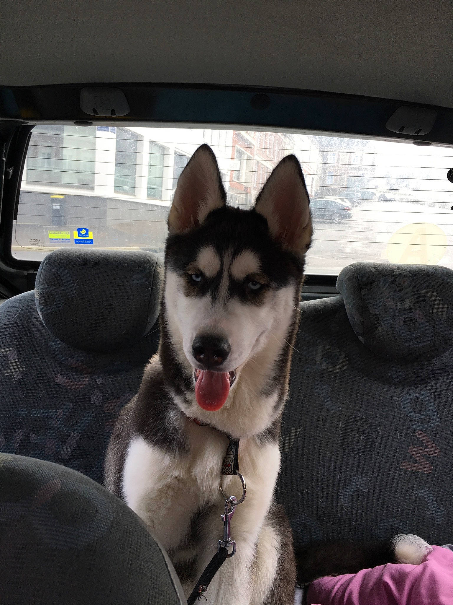 Kalie a rejoint le concours — aidez-le/la à gagner de superbes lots ! alaskan_klee_kai, alaskan_malamute, canidae, carnivore, dog, dog_breed, labrador_husky, mammal, miniature_siberian_husky, native_american_indian_dog, northern_inuit_dog, rare_breed_dog, sakhalin_husky, seppala_siberian_sleddog, siberian_husky, sled_dog, snout, tamaskan_dog, vertebrate, working_dog