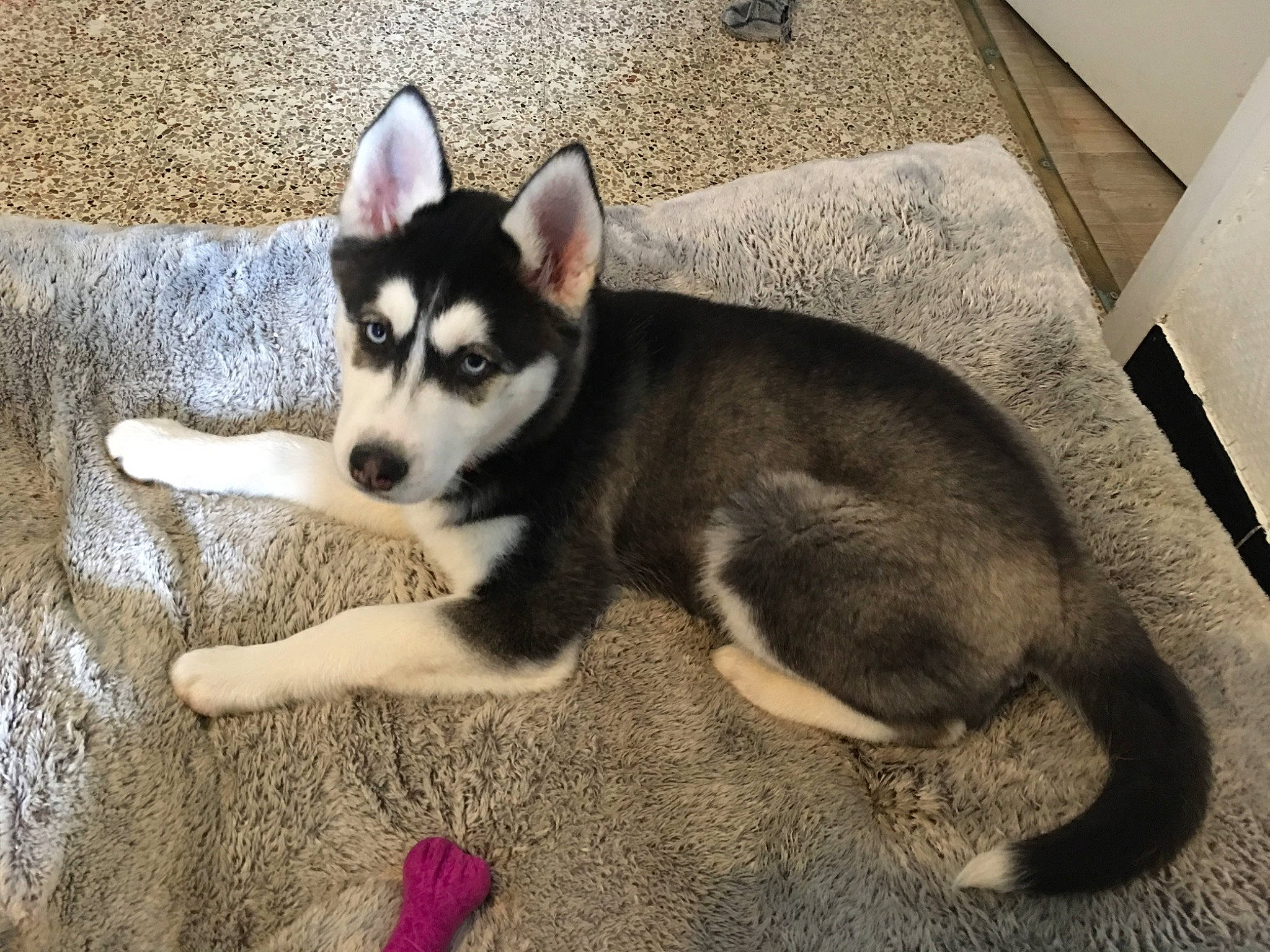 Kalie a rejoint le concours — aidez-le/la à gagner de superbes lots ! alaskan_klee_kai, alaskan_malamute, canidae, carnivore, dog, dog_breed, labrador_husky, mammal, miniature_siberian_husky, northern_inuit_dog, puppy, rare_breed_dog, sakhalin_husky, seppala_siberian_sleddog, siberian_husky, sled_dog, snout, tamaskan_dog, vertebrate, wolfdog