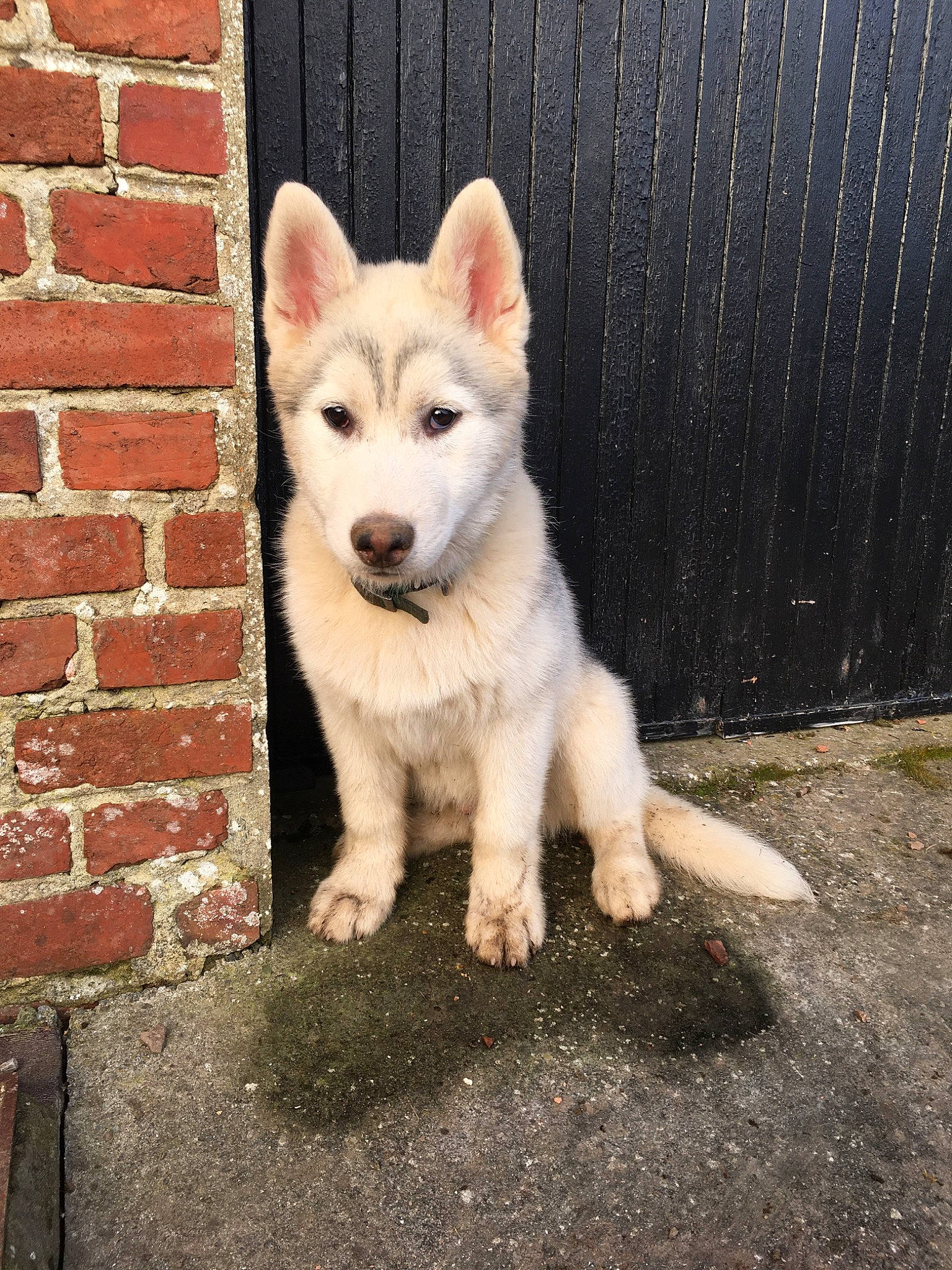 Balto participe au concours pour gagner de l'argent avec cette photo : berger_blanc_suisse, canaan_dog, canidae, carnivore, dog, dog_breed, labrador_husky, mammal, native_american_indian_dog, northern_inuit_dog, pungsan_dog, rare_breed_dog, saarloos_wolfdog, sakhalin_husky, seppala_siberian_sleddog, siberian_husky, tamaskan_dog, vertebrate, white_shepherd, wolfdog