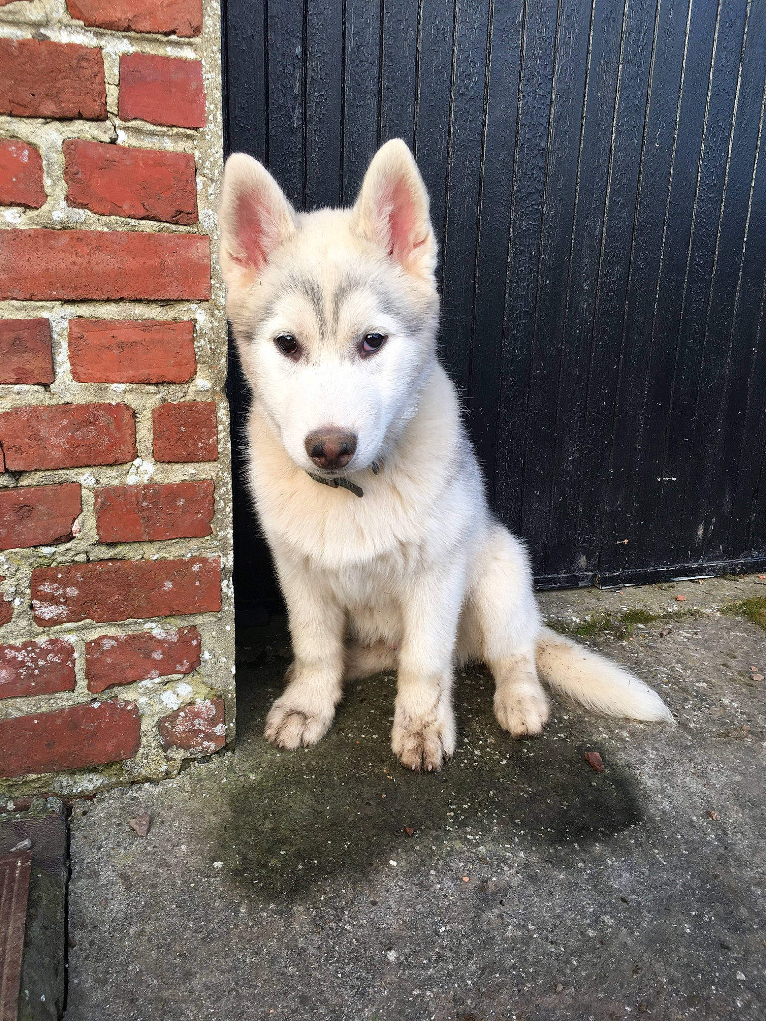 Balto a rejoint le concours — aidez-le/la à gagner de superbes lots ! berger_blanc_suisse, canaan_dog, canidae, carnivore, dog, dog_breed, greenland_dog, labrador_husky, mammal, native_american_indian_dog, northern_inuit_dog, rare_breed_dog, saarloos_wolfdog, sakhalin_husky, seppala_siberian_sleddog, siberian_husky, tamaskan_dog, vertebrate, white_shepherd, wolfdog