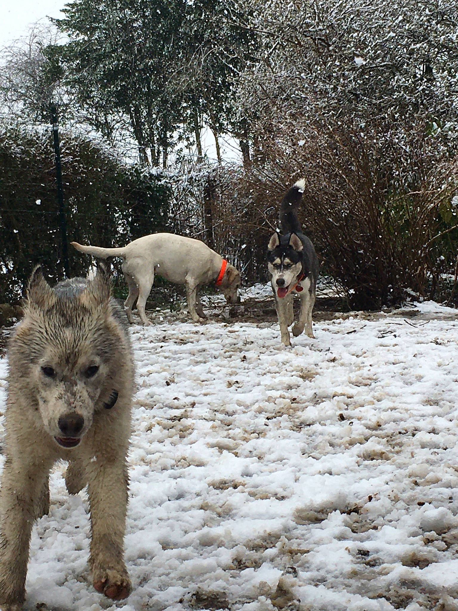 Balto a rejoint le concours — aidez-le/la à gagner de superbes lots ! canidae, carnivore, dog, dog_breed, greenland_dog, irish_wolfhound, mammal, snow, sporting_group, terrier, vertebrate, winter