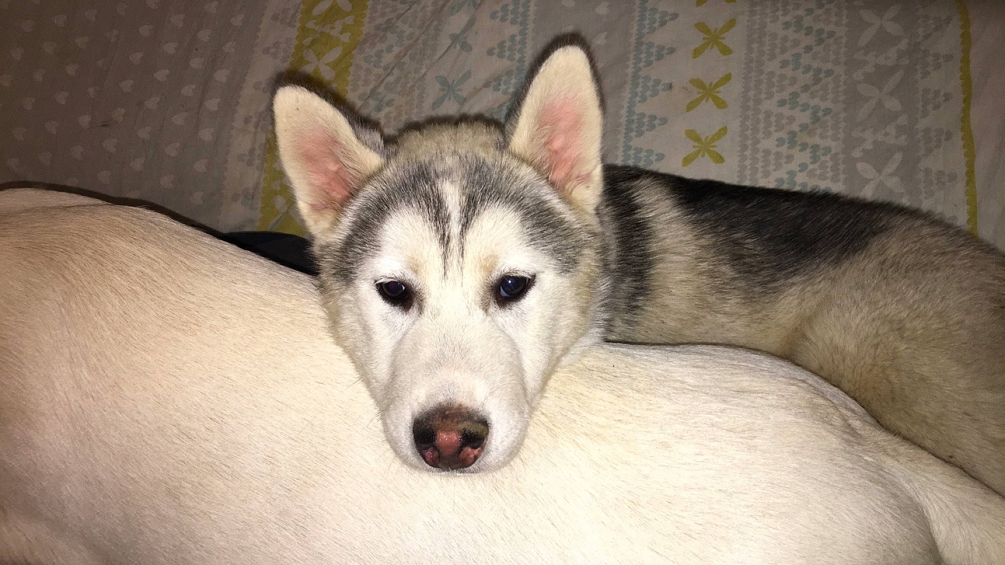 Balto a rejoint le concours — aidez-le/la à gagner de superbes lots ! alaskan_malamute, canadian_eskimo_dog, canidae, carnivore, czechoslovakian_wolfdog, dog, dog_breed, mammal, miniature_siberian_husky, northern_inuit_dog, nose, saarloos_wolfdog, sakhalin_husky, seppala_siberian_sleddog, siberian_husky, sled_dog, snout, tamaskan_dog, vertebrate, wolfdog