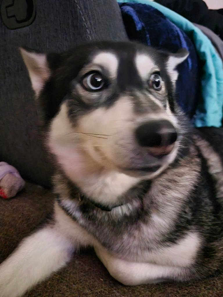 Bella joined the competition — help win amazing prizes! dog, husky, pet, siberian_husky, canine, close_up, portrait, blue_eyes, fur, nose, paw, collar, indoor, couch, sofa, blanket, alert, curious, sitting, domestic