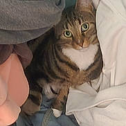 Tanos participe au concours pour gagner de l'argent avec cette photo : cat, tabby, green_eyes, clothing, fabric, pile, cozy, indoor, pet, feline, curious, resting, soft, texture, casual, white_clothing, grey_fabric, denim, cute, animal
