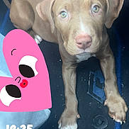 Baïka a rejoint le concours — aidez-le/la à gagner de superbes lots ! puppy, dog, brown_fur, green_eyes, car_floor, floor_mat, looking_up, cute, pet, animal, indoor, close_up, young_dog, pink_heart, cartoon, timestamp, car_interior, paw, snout, cute_expression