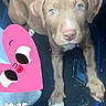 puppy, dog, brown_fur, green_eyes, car_floor, floor_mat, looking_up, cute, pet, animal, indoor, close_up, young_dog, pink_heart, cartoon, timestamp, car_interior, paw, snout, cute_expression