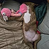 dog, puppy, sleeping, couch, plush_toy, pink, flamingo, paw, fur, blanket, relaxed, indoor, pet, animal, cute, cozy, resting, comfort, laying, soft