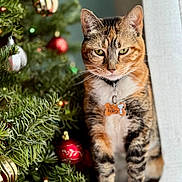 Nutmeg joined the competition — help win amazing prizes! cat, tabby_cat, christmas_tree, ornaments, holiday, gift, decorations, green_eyes, pet, feline, indoor, festive, closeup, collar, tag, curtain, plant, nature, seasonal, celebration