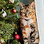 cat, tabby_cat, christmas_tree, ornaments, holiday, gift, decorations, green_eyes, pet, feline, indoor, festive, closeup, collar, tag, curtain, plant, nature, seasonal, celebration