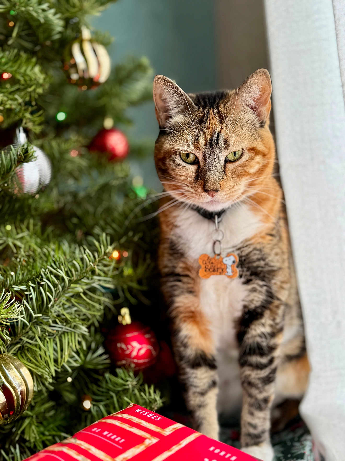 Nutmeg