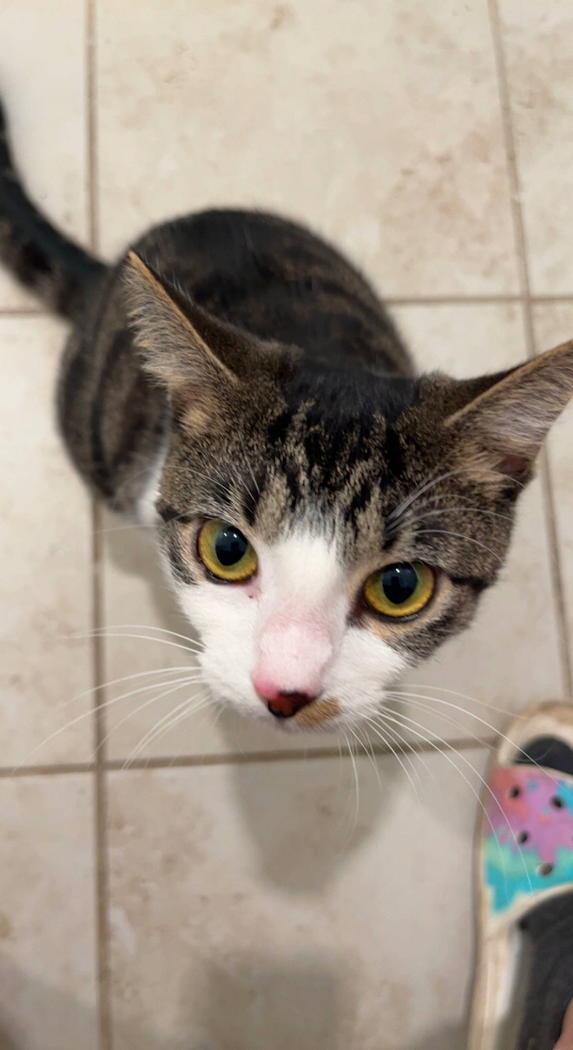 Andi is registered to the contest to win money with this photo: box, carnivore, cat, collar, curious, domestic_short_haired_cat, felidae, fur, paw, small_to_medium_sized_cats, snout, tile_flooring, whiskers