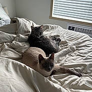 Rue And Ryver joined the competition — help win amazing prizes! bed, blanket, cat, comfort, cozy, daylight, domestic_animal, ears, feline, fur, home, indoor, light, pet, relaxation, resting, sleepy, two_animals, whiskers, window