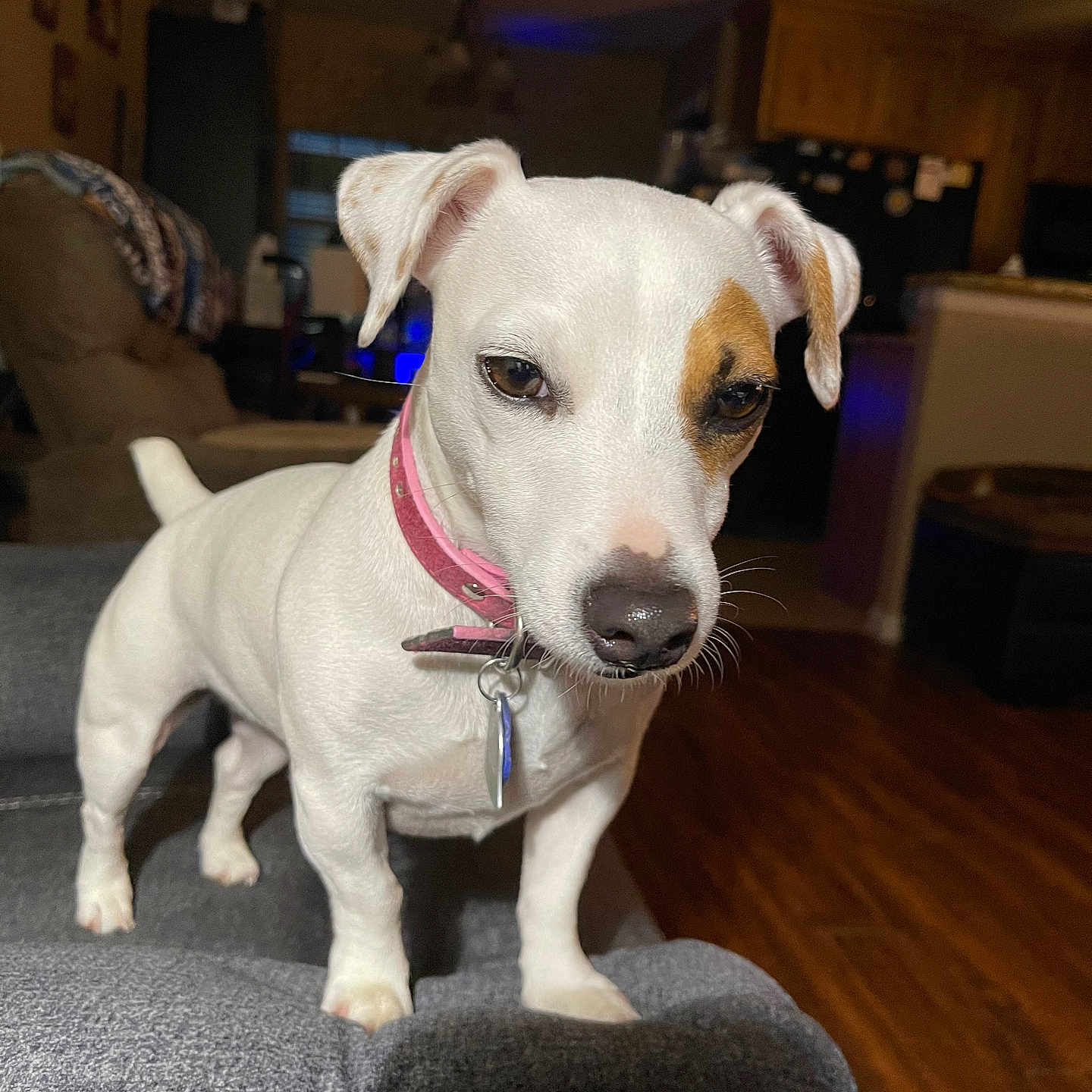 Harley joined the competition — help win amazing prizes! accessories, animal, architecture, building, canine, couch, dog, furniture, hardwood, hound, indoors, interiordesign, labradorretriever, livingroom, pet, plywood, puppy, room, strap, wood