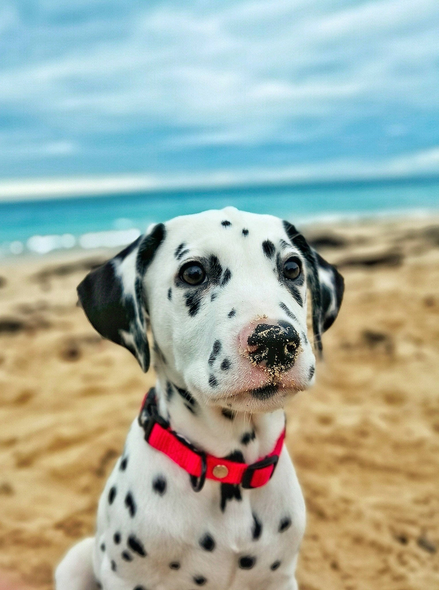 Bidouille a rejoint le concours — aidez-le/la à gagner de superbes lots ! canidae, carnivore, dalmatian, dog, dog_breed, dog_collar, great_dane, mammal, non_sporting_group, snout, sporting_group, vertebrate