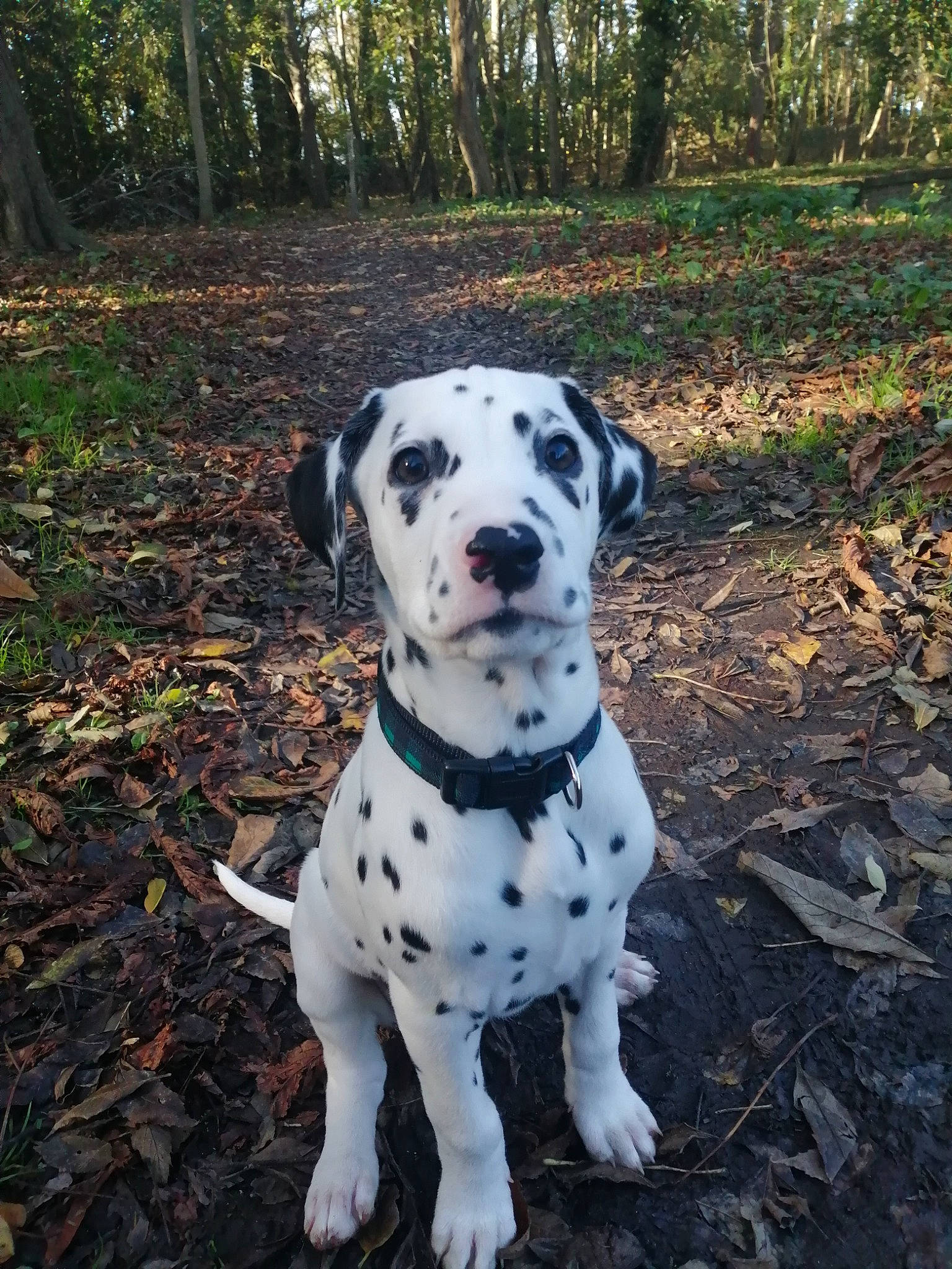 Bidouille participe au concours pour gagner de l'argent avec cette photo : canidae, carnivore, companion_dog, dalmatian, dog, dog_breed, fawn, mammal, non_sporting_group, puppy, snout, sporting_group, vertebrate
