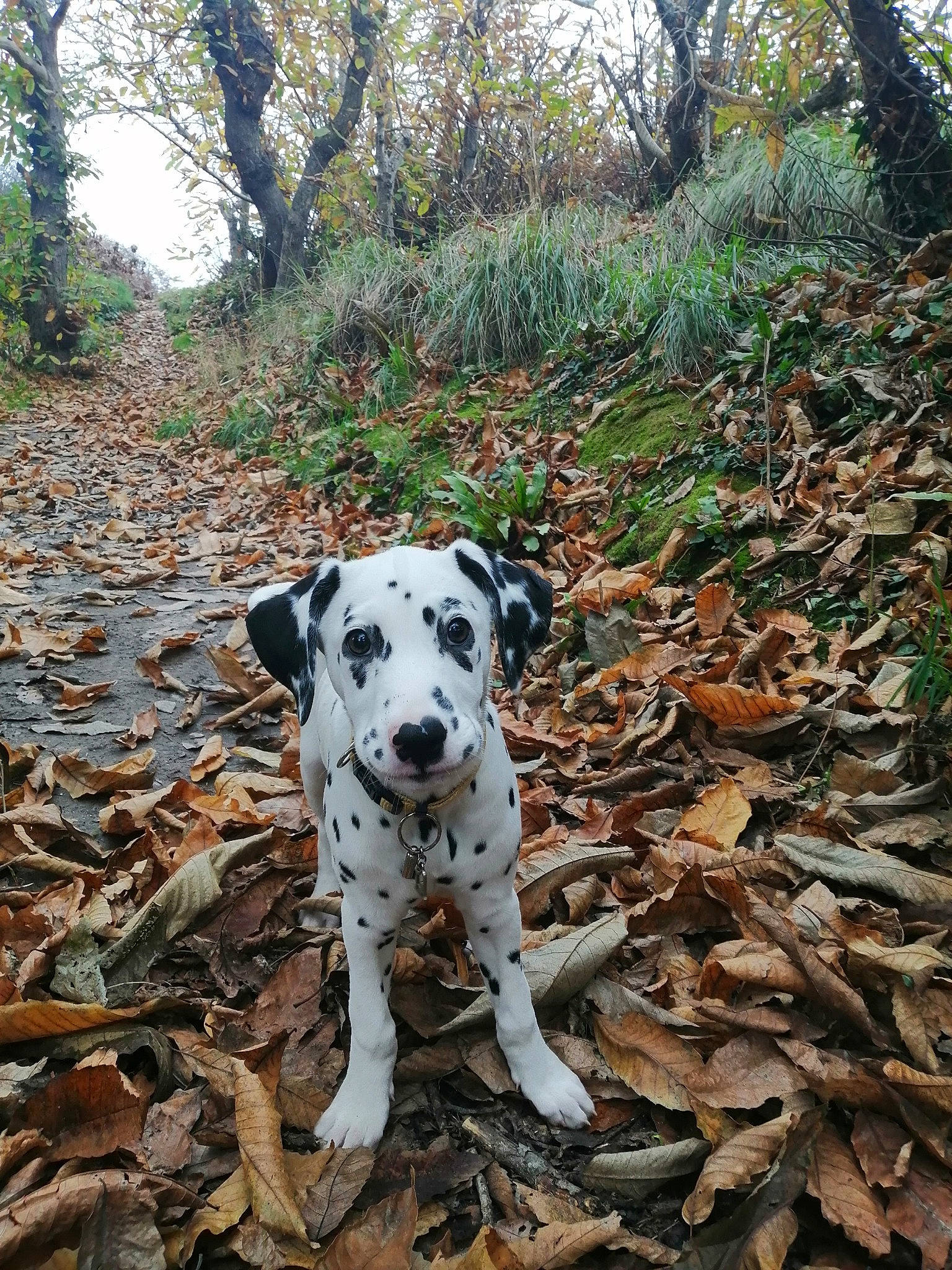 Bidouille a rejoint le concours — aidez-le/la à gagner de superbes lots ! adventure, autumn, canidae, carnivore, dalmatian, dog, dog_breed, fawn, forest, leaf, mammal, non_sporting_group, plant, snout, sporting_group, tree, woodland