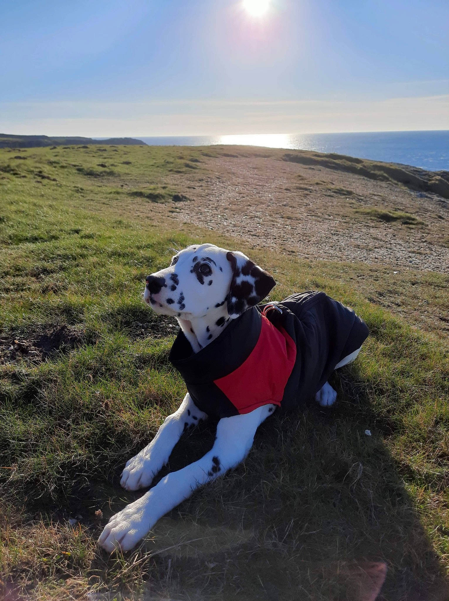 Bidouille a rejoint le concours — aidez-le/la à gagner de superbes lots ! adventure, canidae, carnivore, cloud, dalmatian, dog, dog_breed, great_dane, guard_dog, hill, mountain, non_sporting_group, pointer, sky, sporting_group, tundra, working_dog