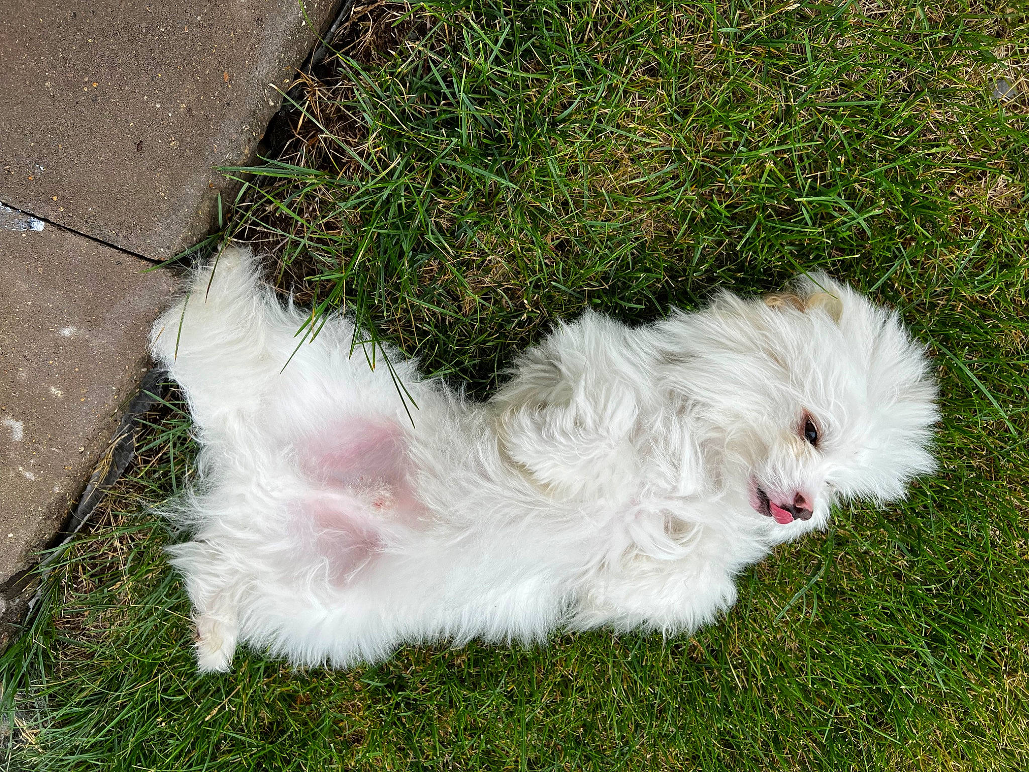 Koki joined the competition — help win amazing prizes! canidae, carnivore, companion_dog, dog, dog_breed, fashion_accessory, fur, grass, mal_shi, maltepoo, non_sporting_group, plant, shih_poo, sporting_group, tail, terrier, toy_dog