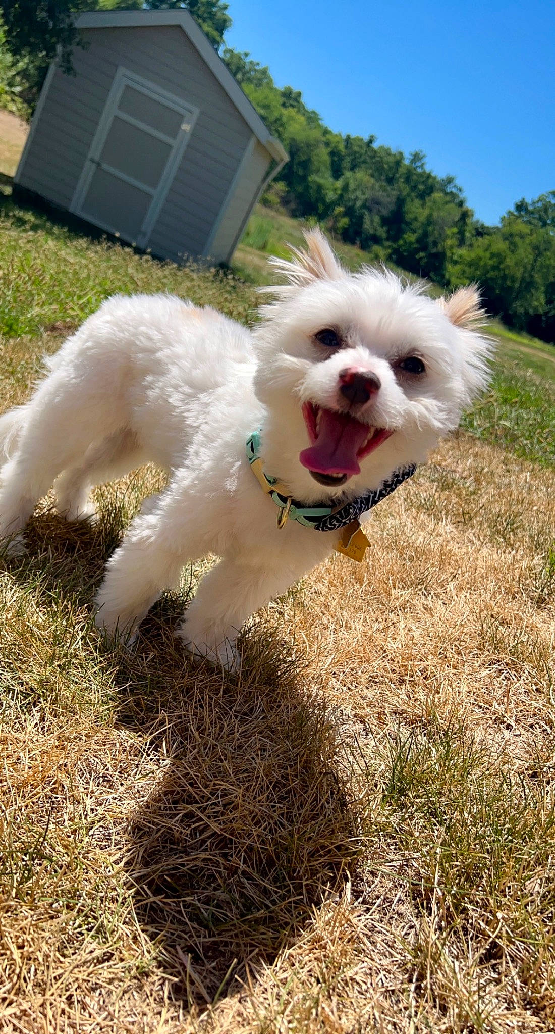 Koki is registered to the contest to win money with this photo: canidae, carnivore, collar, companion_dog, dog, dog_breed, dog_collar, grass, labradoodle, maltepoo, non_sporting_group, plant, poodle_crossbreed, sky, small_terrier, snout, sporting_group, terrier, toy_dog, tree