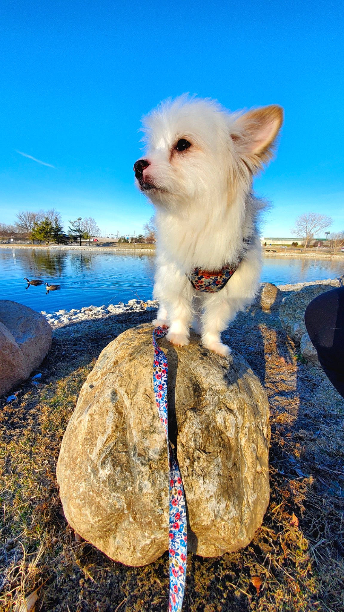 Koki joined the competition — help win amazing prizes! blue, carnivore, cloud, collar, companion_dog, dog, dog_breed, dog_supply, fawn, lake, landscape, ocean, plant, sky, small_terrier, sporting_group, terrier, toy_dog, water, working_animal