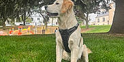 Aïko a rejoint le concours — aidez-le/la à gagner de superbes lots ! dog, golden_retriever, puppy, grass, tree, park, tennis_ball, playground, outdoor, nature, pet, canine, leisure, animal, harness, daylight, young_dog, greenery, play, sitting