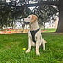 dog, golden_retriever, puppy, grass, tree, park, tennis_ball, playground, outdoor, nature, pet, canine, leisure, animal, harness, daylight, young_dog, greenery, play, sitting
