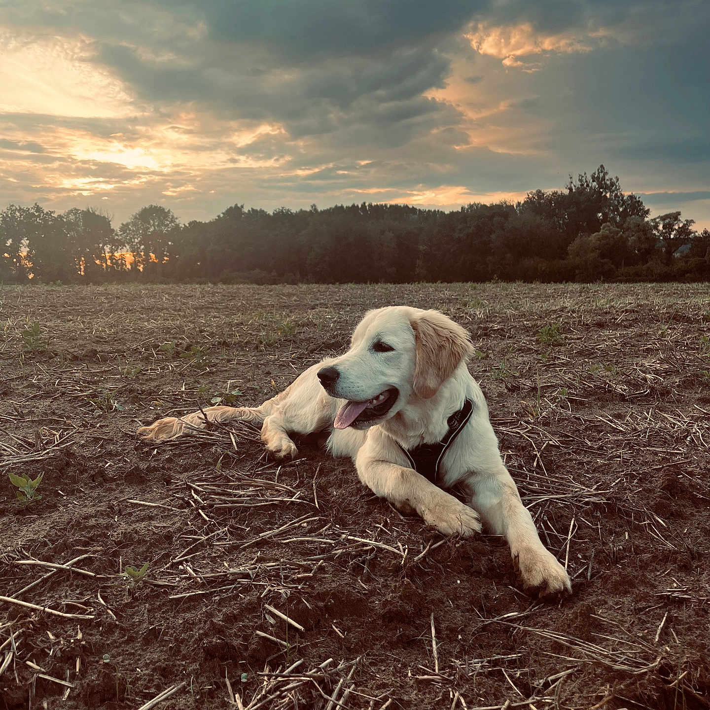 Aïko a rejoint le concours — aidez-le/la à gagner de superbes lots ! animal, canine, clouds, daylight, dog, field, golden_retriever, grass, horizon, landscape, nature, outdoor, peaceful, puppy, resting, rural, sky, soil, sunset, trees